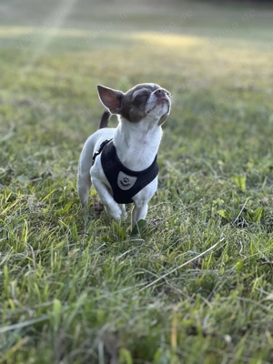 Reinressig Chihuahua-Rüde als Deckrüde Bild 4