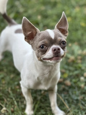 Reinressig Chihuahua-Rüde als Deckrüde Bild 6
