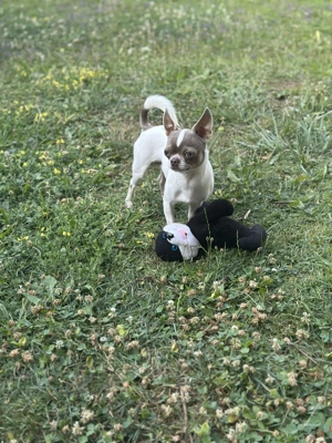 Reinressig Chihuahua-Rüde als Deckrüde Bild 7