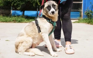 Liebenswerte Manja sucht ihre zweite Chance