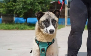 Liebenswerte Manja sucht ihre zweite Chance Bild 2