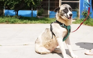 Liebenswerte Manja sucht ihre zweite Chance Bild 3