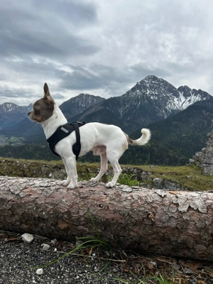 Reinressig Chihuahua-Rüde als Deckrüde Bild 5