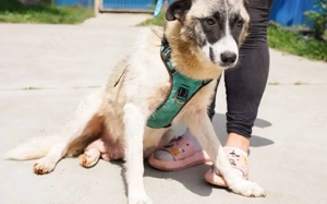 Liebenswerte Manja sucht ihre zweite Chance Bild 6