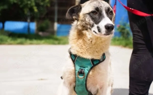 Liebenswerte Manja sucht ihre zweite Chance Bild 4