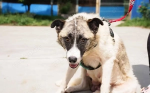 Liebenswerte Manja sucht ihre zweite Chance Bild 5