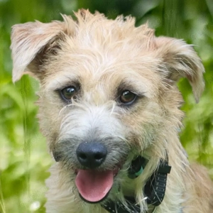 Bara, 1 Jahr - Mischling - Tierhilfe Franken e.V.