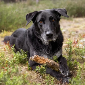Bubi Balou, 8 Jahre - Labrador-Schäferhund-Mix - Tierhilfe Franken e.V.