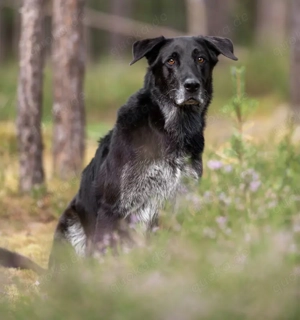 Bubi Balou, 8 Jahre - Labrador-Schäferhund-Mix - Tierhilfe Franken e.V.