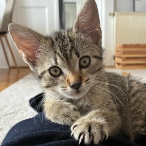 Berry, 2 Monate - Europäisch Kurzhaar - Tierhilfe Franken e.V.