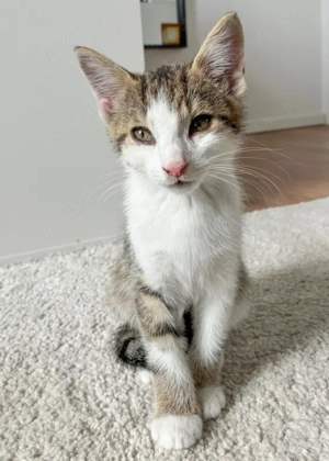 Blush, 2 Monate - Europäisch Kurzhaar - Tierhilfe Franken e.V.