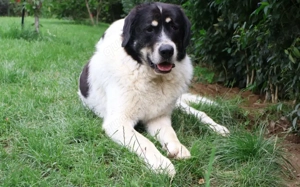 Sanfter Riese Benschi sucht Zuhause