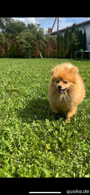 zwergspitz pomeranian