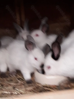 Kalifornierkaninchen abzugeben