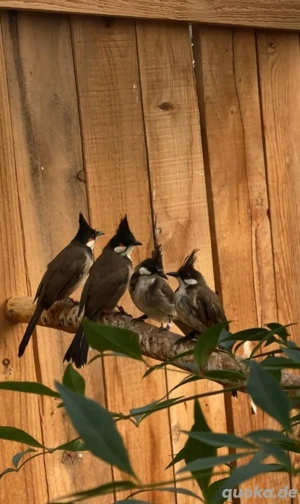 Rotohrbülbül - Pycnonotus jocosus - Bülbül