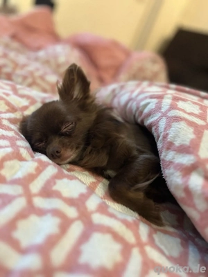 chihuahua deckrüde gesucht 
