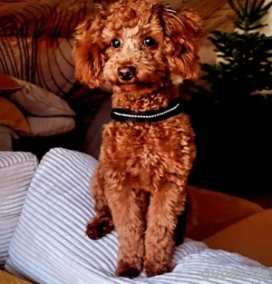 kleinpudel ( Deckrüde ) 