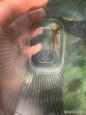 Lepidodactylus lugubris Jungferngecko