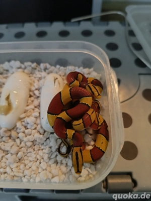 1.1 Oreocryptophis porphyraceus laticinctus   Bambusnatter 