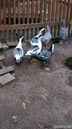 Warzenenten bunte 2025