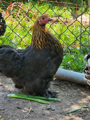 Hennen Wyandotten und Cochin Hühner abzugeben