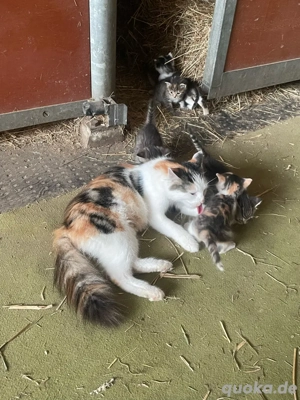 katzenbabies KITTEN abzugeben