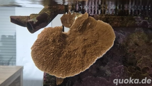Meerwasser Salzwasser Aquarium Korallen SPS LPS Montipora 