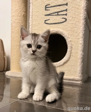 Reinrassige BKH Kitten( Nur noch ein Junge) Abholbereit.