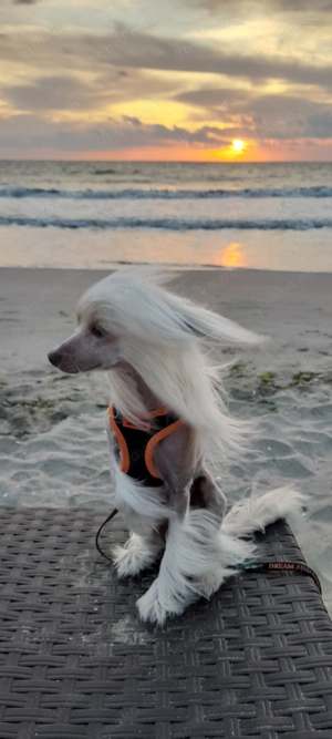 Deckrüde Chinese Crested Schopfhund, reinrassig, hairless. Kein Verkauf ! Bild 2