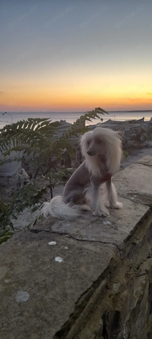 Deckrüde Chinese Crested  Schopfhund, reinrassig, hairless. Kein Verkauf !