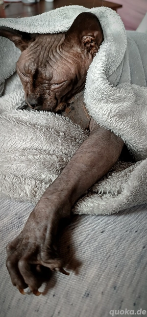 Canadian Sphynx Kater  Bild 5