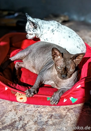 Canadian Sphynx Kater  Bild 3