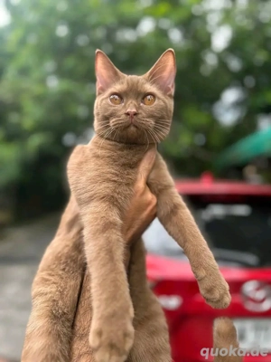 Britisch-Kurzhaar-Kätzchen, 