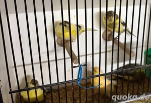 junge Kanarienvögel