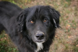 *STOFFEL* - Der Rüde ist freundlich und brav, sozial und leinenführig