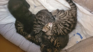 Babykätzchen zu verkaufen 