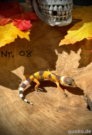 Leopardgecko Nachzucht 2025
