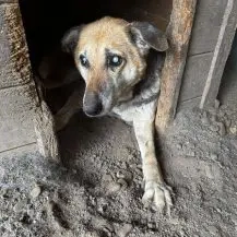 Nero K ca. 55 cm   blinder Senior sucht Frauchen fürs Leben