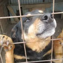 Barnie ca. 50 cm   hat einen Traum