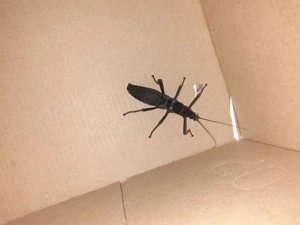 10 Eier der Samtheuschrecke (Peruphasma schultei)