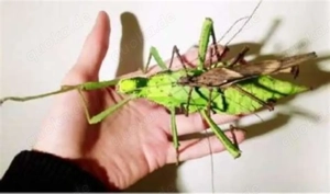 5 Eier der Malayischen Riesengespensterschrecke