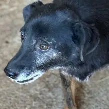 Enrico ca. 45 cm   sucht besondere Menschen