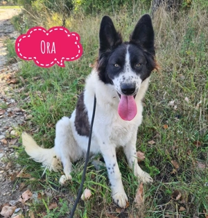 Ora, wunderschöne, junge, sanfte Hündin Border Collie   Deutscher Schäferhund Mix