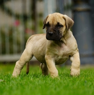 Top Wach-Schutz- und Familien Hunde Presa Canario Made in Deutschland