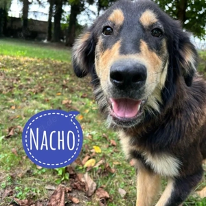 Nacho, optisch ein kleiner Hovawart Mischling, superschön und lieb