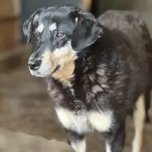 Trinity ca. 50 cm   die Neugierige