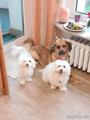 Zwei Malteser Weibchen 