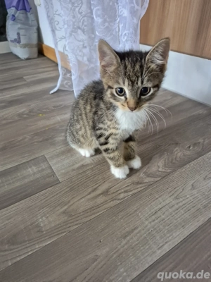 Katzen Zu Verschenken Heilbronn