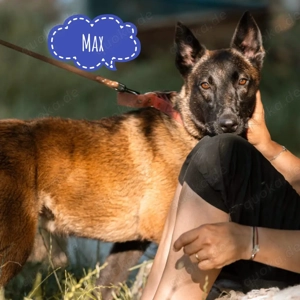 Max, junger und wunderhübscher Malinois