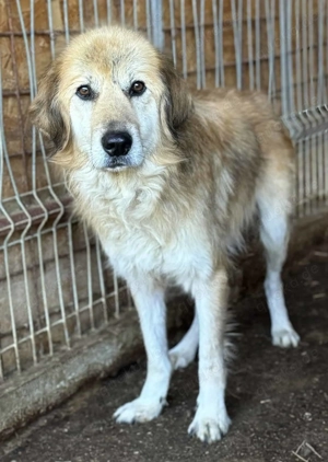 Mylo G ca. 60 cm   der Traurige